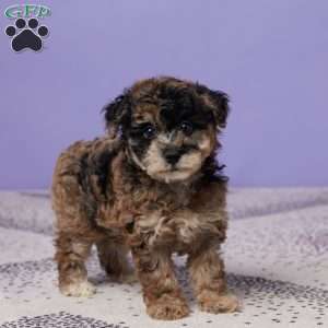 Rosie, Miniature Poodle Puppy
